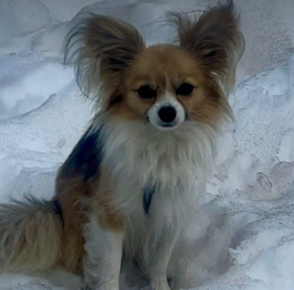 FOTOS: un chihuahua lleva a cabo un rescate crucial en los Alpes
