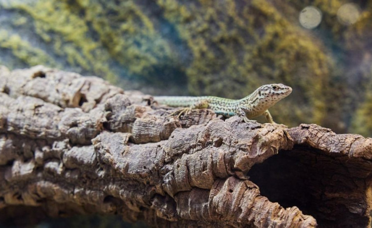 Nacen en el Zoo de Barcelona las primeras crías de lagartija pitiusa