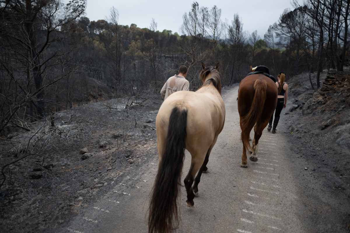 EuropaPress 6848321 dos personas pasan caballos zona afectada incendio julio 2025 xerta
