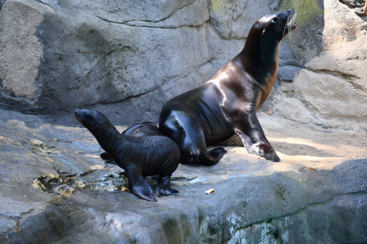 Nacen dos crías de león marino en el Zoo de Barcelona