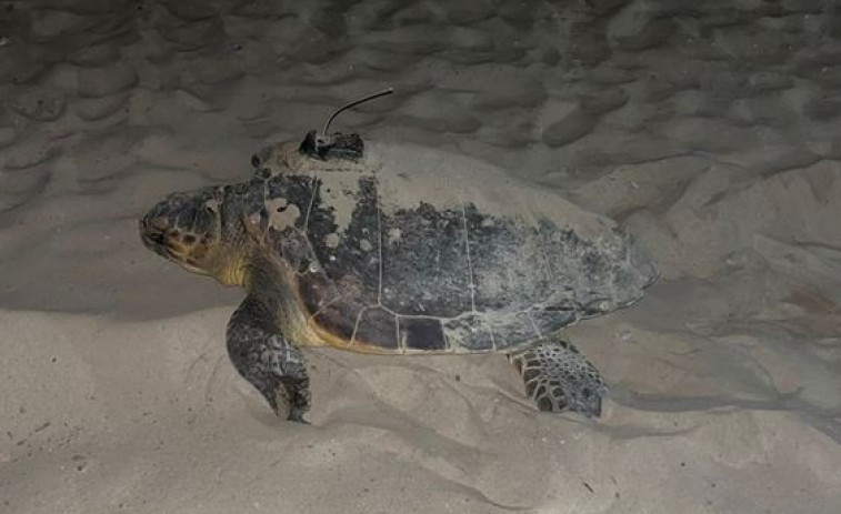 Dàlmata, la tortuga marina que ha nidificado a las costas de Catalunya