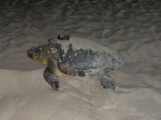 Tortuga
