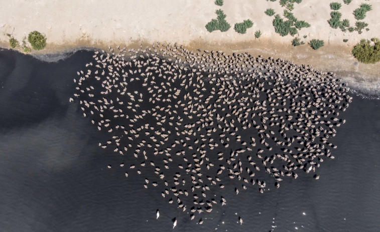 La colonia de flamencos del Delta del Ebro da la bienvenida a 312 polluelos este año