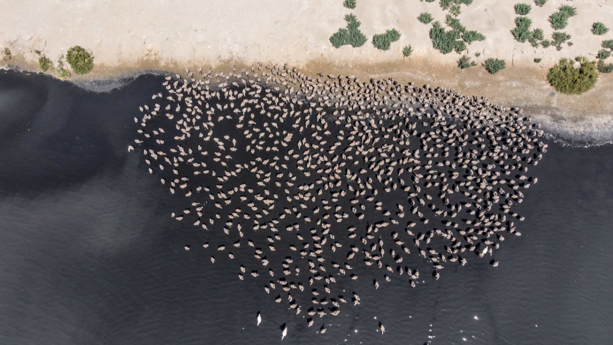 Polluelos de flamencos en el Delta del Ebro