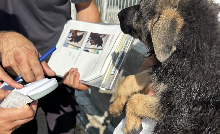 Desmantelado un núcleo zoológico ilegal en Santpedor y Decomisan 25 cachorros por irregularidades