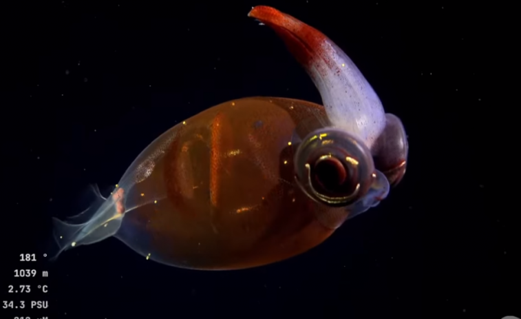 Fotos y videos: la expedición submarina que ha devuelto la pasión por la ciencia a millones