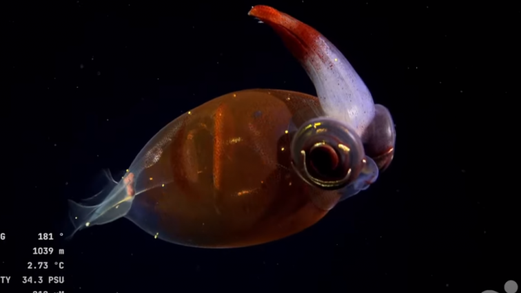 Fotos y videos: la expedición submarina que ha devuelto la pasión por la ciencia a millones