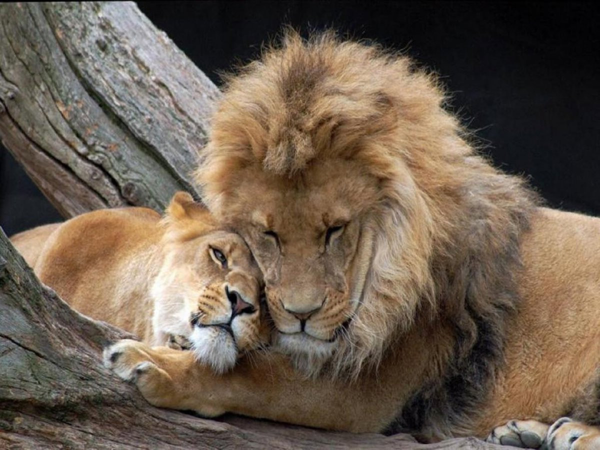 Zoo