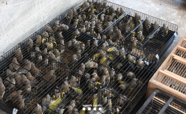 Los Agentes Rurales desmantelan un centro de venta ilegal de aves en Barcelona e incautan 922 pájaros