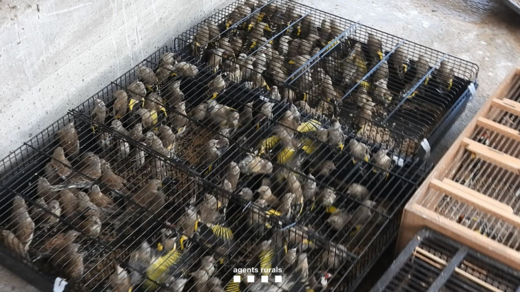 Los Agentes Rurales desmantelan un centro de venta ilegal de aves en Barcelona e incautan 922 pájaros