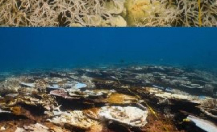 VIDEO: El paraíso en peligro: la belleza del Gran Arrecife de Coral se desvanece por el calor récord