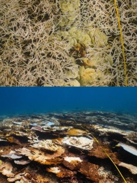 VIDEO: El paraíso en peligro: la belleza del Gran Arrecife de Coral se desvanece por el calor récord