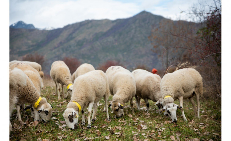 Ovejas y cabras patrullan Collserola para mantener a raya el fuego este verano