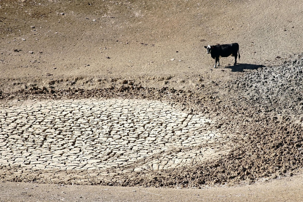 Drought cow USDA
