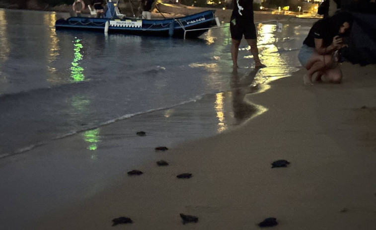 VIDEO: alegría en la costa catalana por el nacimiento de 25 tortugas