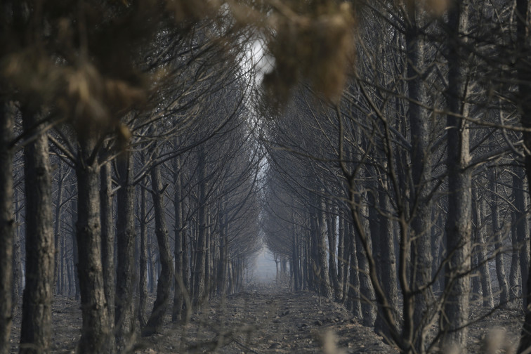La batalla forestal de Catalunya: La prevención en el foco ante la amenaza de los incendios