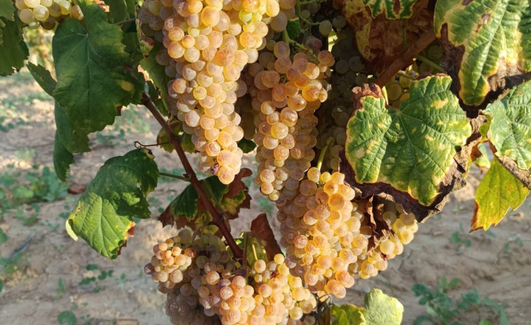 La tradicional uva de Nochevieja corre peligro de desaparecer