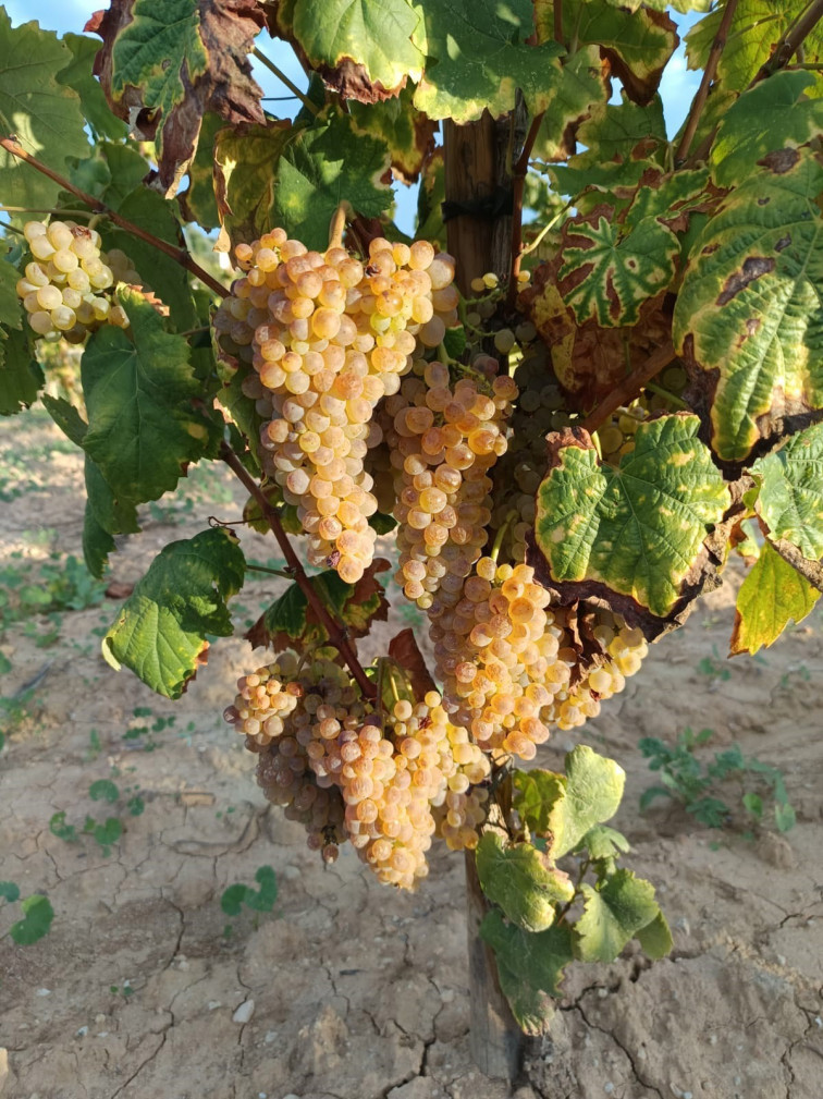 La tradicional uva de Nochevieja corre peligro de desaparecer