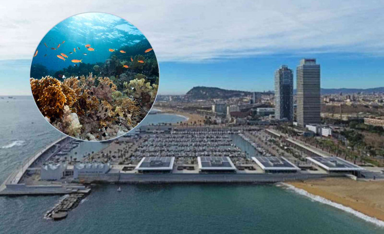 El ecosistema de Barcelona: más de 100 especies marinas colonizan los arrecifes artificiales