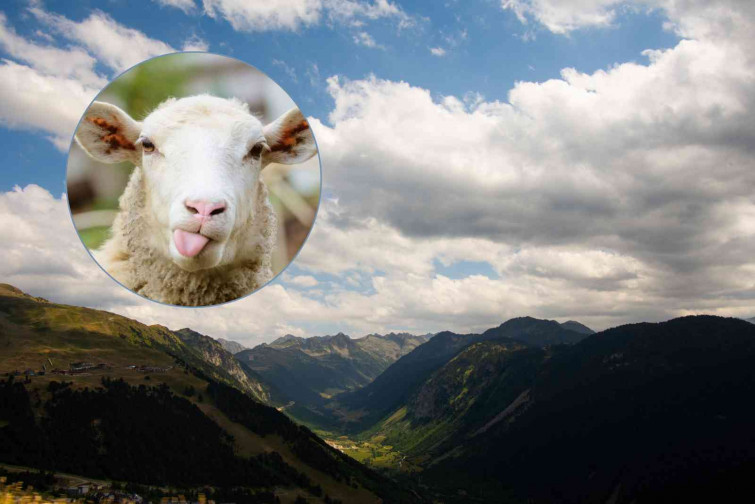 Impacto mortal: Más de 200 ovejas mueren alcanzadas por un rayo en la Vall d’Aran