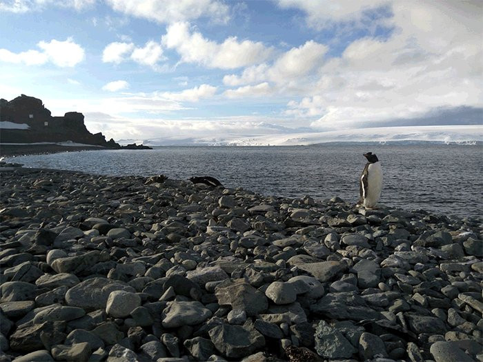 El precio del turismo: la contaminación de metales pesados llega a la Antártida, según un nuevo estudio