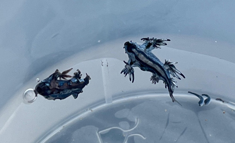 El dragón azul se va: retiran la bandera roja de sus playas tras la alerta por esta peligrosa especie