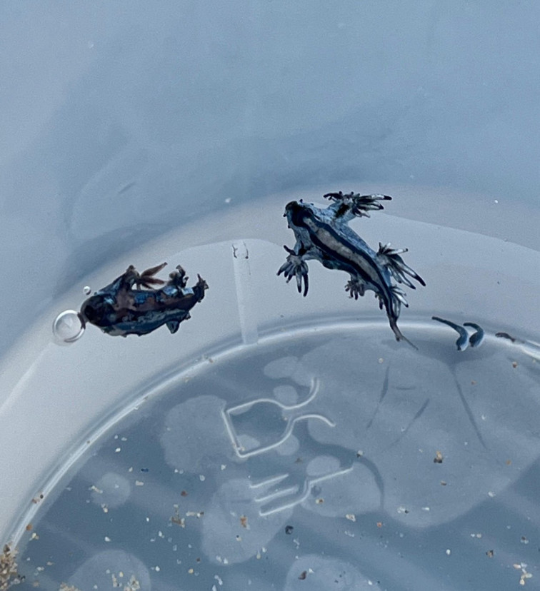 El dragón azul se va: retiran la bandera roja de sus playas tras la alerta por esta peligrosa especie