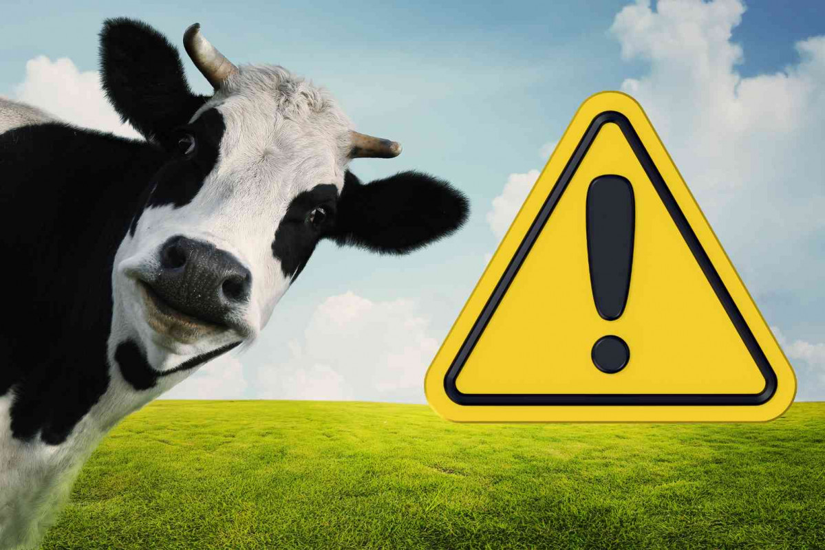Una vaca; alerta