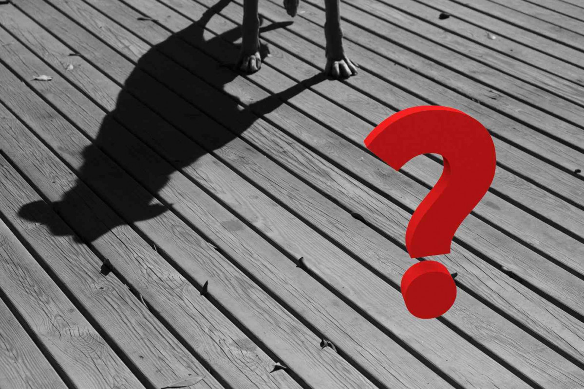 Sobra de un perro; interrogante   CANVA