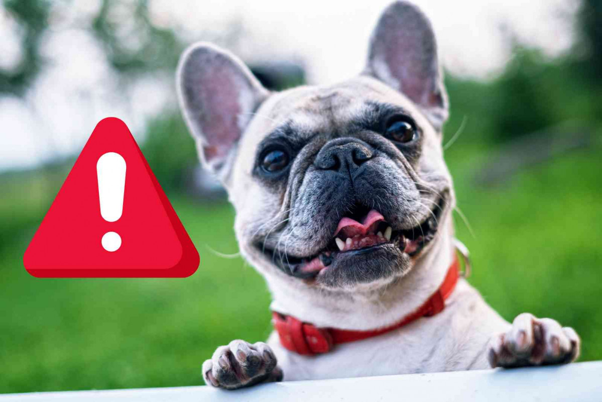 Bulldog francu00e9s   CANVA