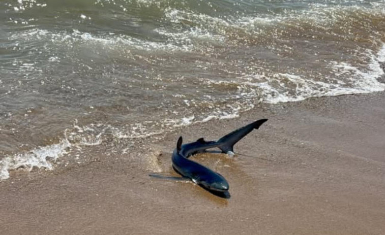 Otro avistamiento de tiburón: por qué las tintoreras son más frecuentes en las playas catalanas