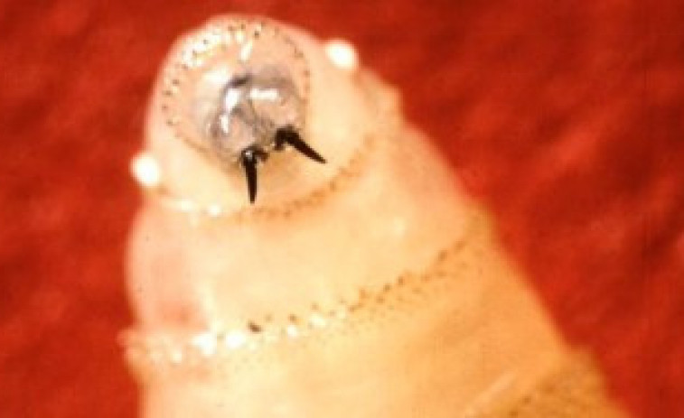 Primer caso en EE. UU. de la 'larva carnívora