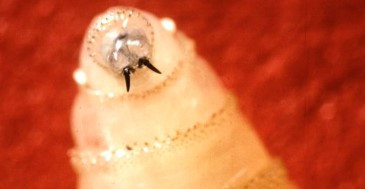 Primer caso en EE. UU. de la 'larva carnívora