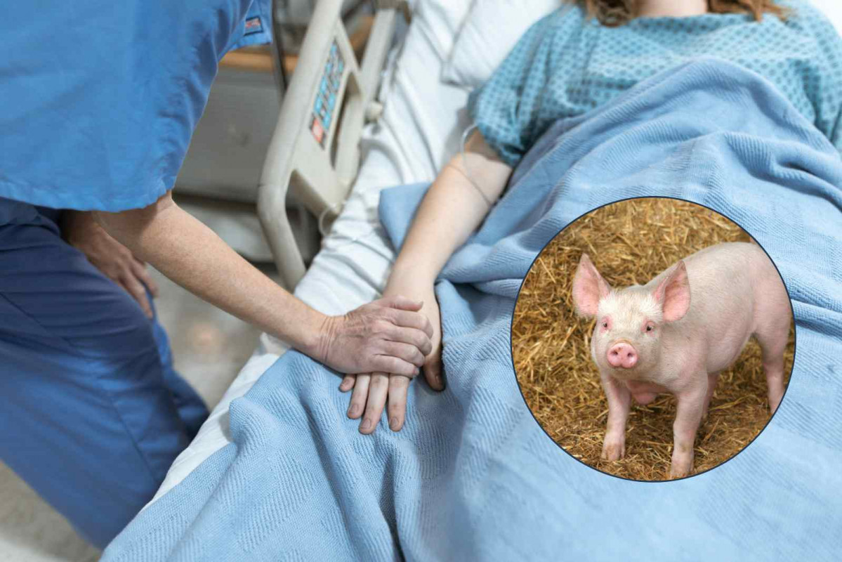 Un paciente en el Hospital; un cerdo   CANVA