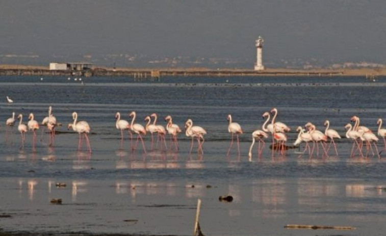 Del refugio a la desaparición: el Delta del Llobregat pierde el 91% de sus especies invernantes protegidas