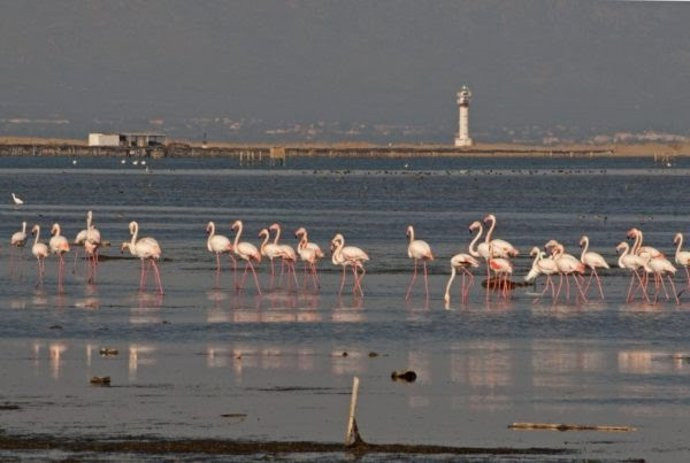 Pajaros delta