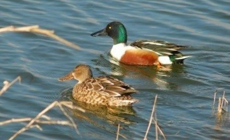 Girona bajo alerta: detectan aves muertas y se prohíbe el contacto con el lago del Migdia