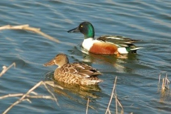 Patos