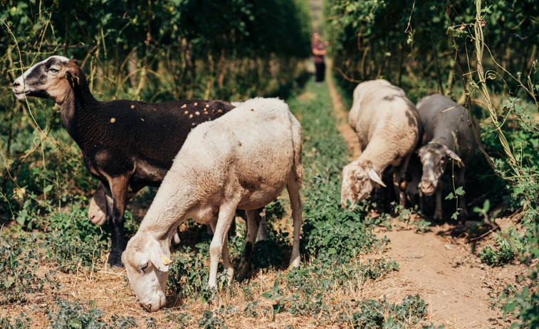 Damm recogerá en Prades 7 toneladas de lúpulo junto al Ayuntamiento y una cooperativa