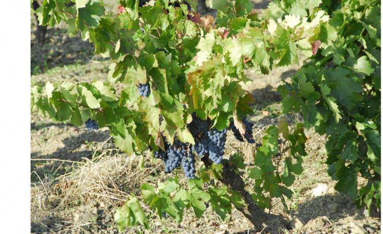 El Govern destina 3,6 millones para impulsar el vino catalán y modernizar 29 bodegas