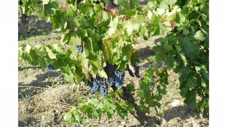 El Govern destina 3,6 millones para impulsar el vino catalán y modernizar 29 bodegas