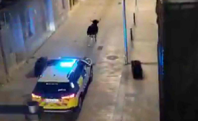 VÍDEO | Una vaca se escapa en Ulldecona y la policía la persigue por el centro del pueblo