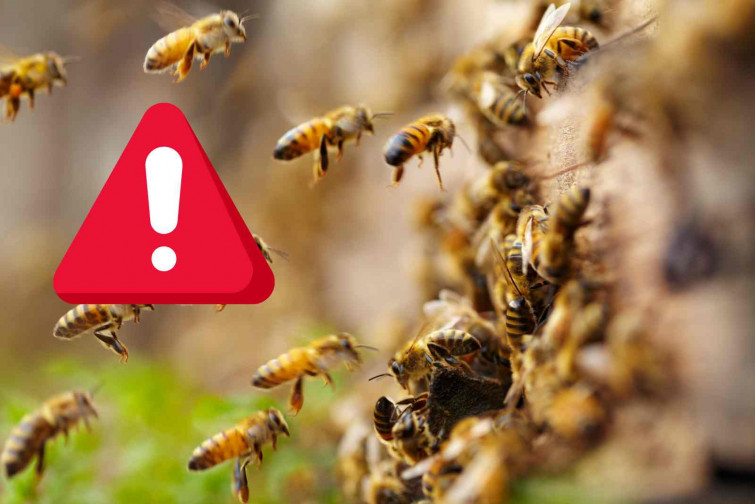 Muere una mujer de 70 años tras ser atacada por un enjambre de abejas