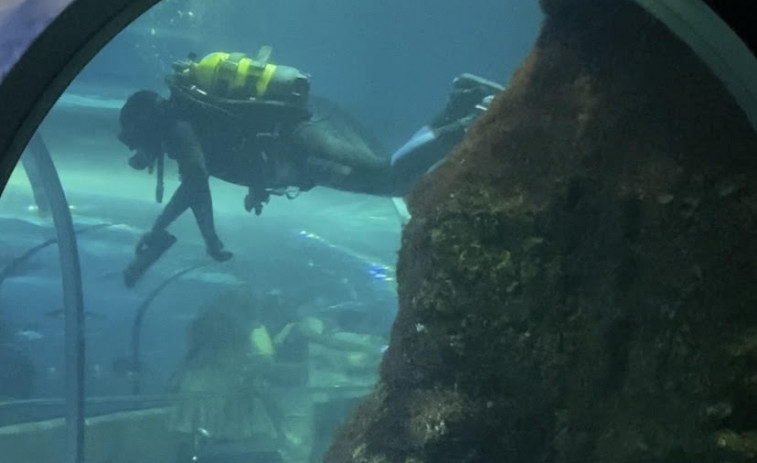 VIDEO| 30 años bajo el mar: El Aquarium de Barcelona nos invita a un nuevo viaje al centro de la vida marina