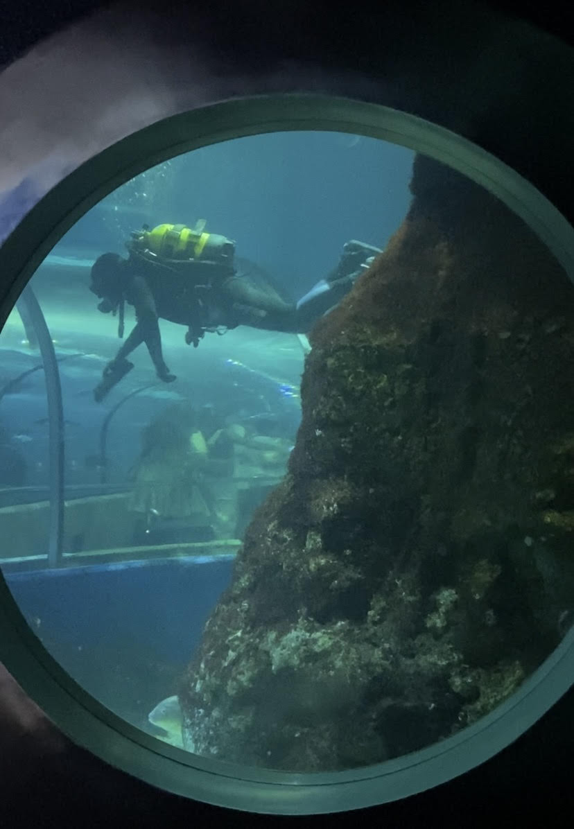 Aquiarium debajo
