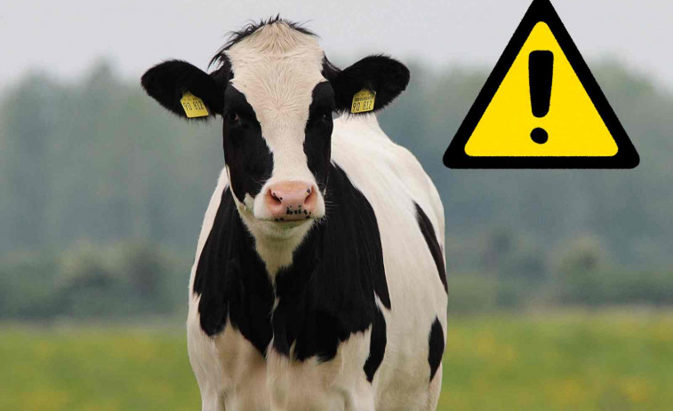 Un anciano de 85 años muere pisoteado por una manada de vacas mientras paseaba con su esposa