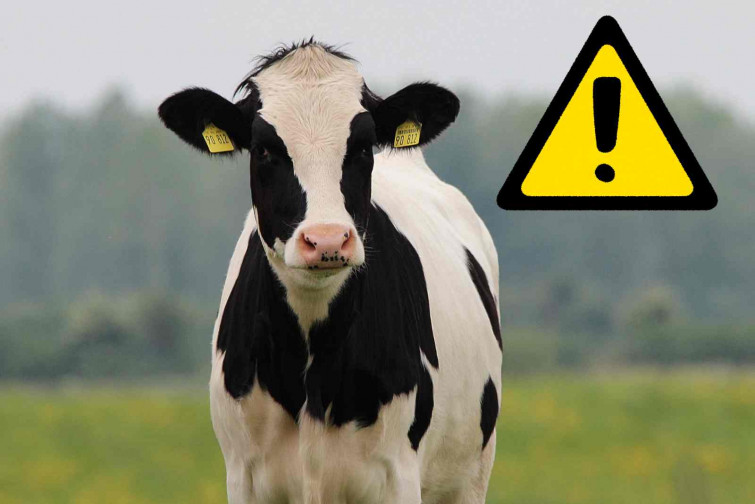 Un anciano de 85 años muere pisoteado por una manada de vacas mientras paseaba con su esposa