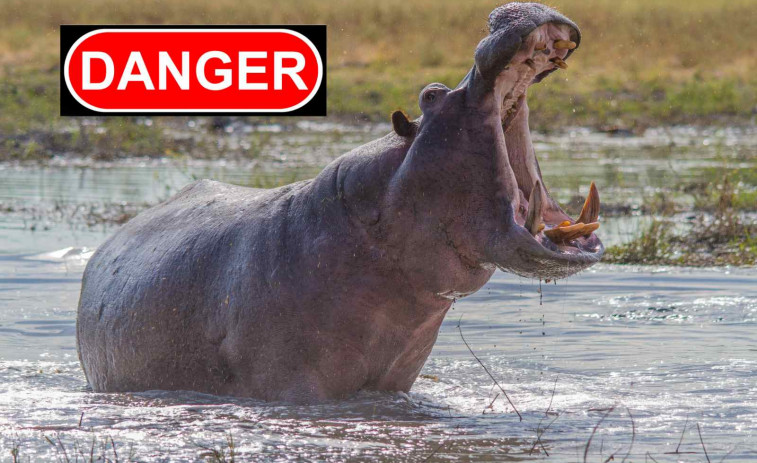 Tragedia en Costa de Marfil: un hipopótamo vuelca un barco y deja 11 desaparecidos