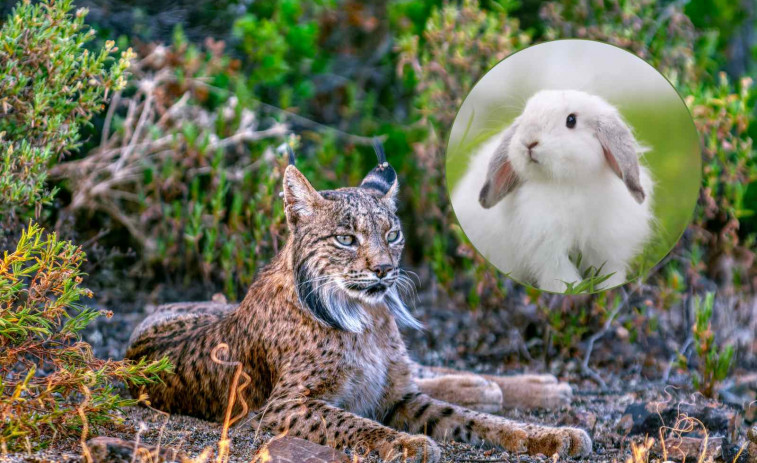 Un lince ibérico aparece por primera vez en el Pirineo: ¿Podrá solucionar el gran problema de Lleida?