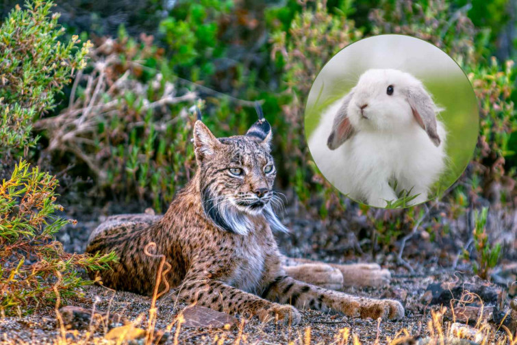 Un lince ibérico aparece por primera vez en el Pirineo: ¿Podrá solucionar el gran problema de Lleida?